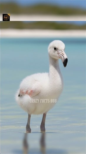 Unknown Fact About Flamingo !! 🤯 || #shorts #ytshorts