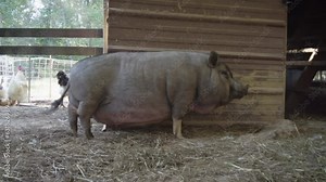 Cute Pot bellied pigs on a farm.