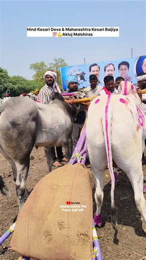Hind Kesari Deva & Maharashtra Kesari Baijiya | Akluj Malshiras #bailgadasharyat #deva #Baijiya