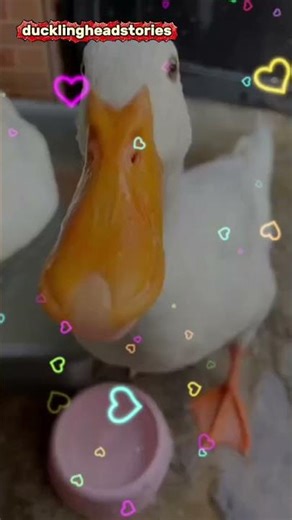 Relaxing Ducks Walking and Swimming | Peaceful Nature Sounds 🦆 #Relaxing #DuckWalking #DuckSwimming