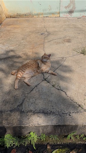 kucing oren ngambek gak mau divideo.#feedshorts #catshorts #cutecat #kucingorens