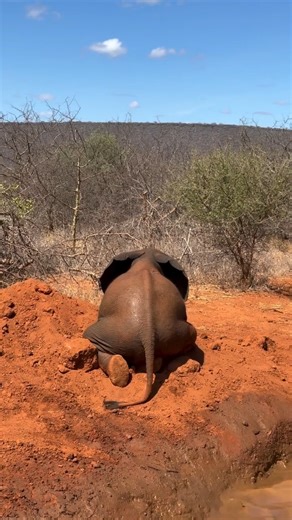 In fairy tales, frogs turn into princes and coaches into pumpkins. At Kaluku, the frog is an elephant… and on this hallowed day, she’s looking more pumpkin than anything else! Given the pose, you probably already know who this is: our frog princess, Korbessa! It’s very hot in Tsavo at the moment (today, the mercury rose to 35°C / 95°F), but she doesn’t seem to mind. Korbessa strikes her signature frog pose — legs splayed and pumpkin belly resting on the cool, red earth — as she relaxes through t