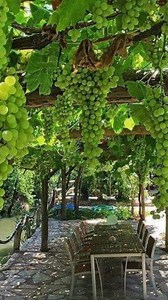 Dining Beneath the Vines: Creating a Living Grape Arbor Retreat Imagine sitting at a long rustic table, dappled sunlight filtering through layers of green leaves overhead. Heavy clusters of ripe grapes hang down like natural chandeliers, framing the space with abundance. A stone path runs alongside a peaceful waterway, and the air feels cooler beneath the leafy canopy. This is the magic of a grape arbor — a structure that blends architecture, agriculture, and atmosphere into one unforgettable ou