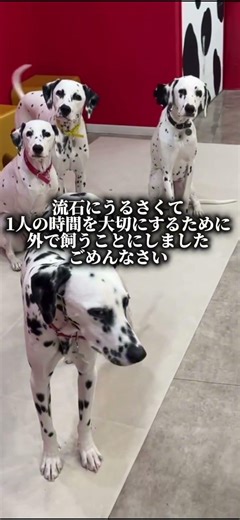 ごめんね....🥲#ダルメシアン #大型犬 #かわいい #101 #犬カフェ