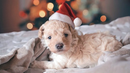 BBC Scotland - BBC Scotland - ‘A dog is for life’: the iconic slogan still going strong, 40 years on