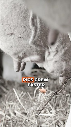 How Genetics Revolutionized Livestock Farming #farmlife