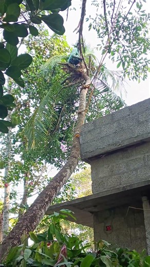 അപകടം പിടിച്ചൊരു പണി my work my ♥️ Allus 💪 TIMBER CUTTING #timber #timberwolves #love