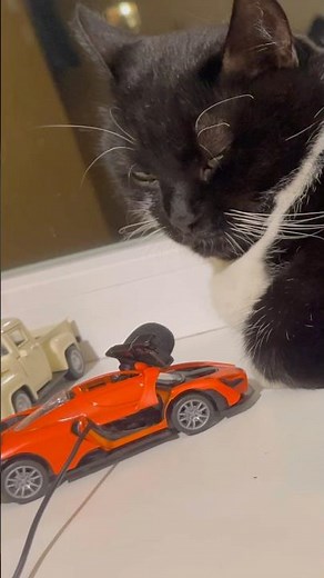 Purring Cat sound for Relaxation. Cat Purr. Cute Cat purring. Cute Cat Cherry purr 03 #catpurring