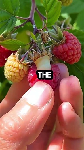 20 Fruit Nutrition Facts #FruitFacts #NutritionTips #HealthyEating #kortacreation