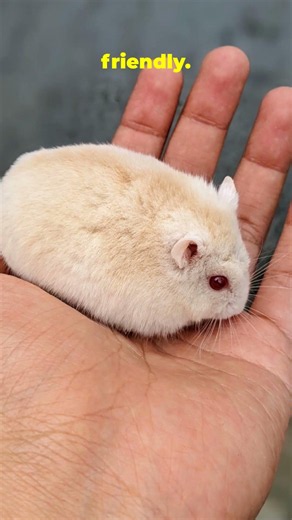 5 Easiest Hamsters to Start With (Quick Guide!)