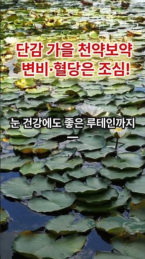 단감의 놀라운 효능과 유일한 단점? 변비·혈당 주의사항까지 정리! #단감효능 #단감부작용 #변비 #혈당관리