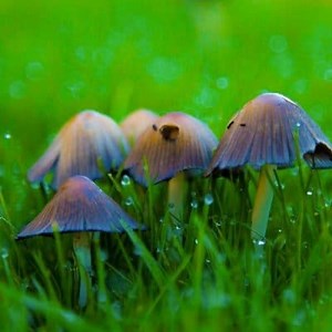 Reproduction of Fungi: Types, How is it? and more ▷➡️ Postposmo