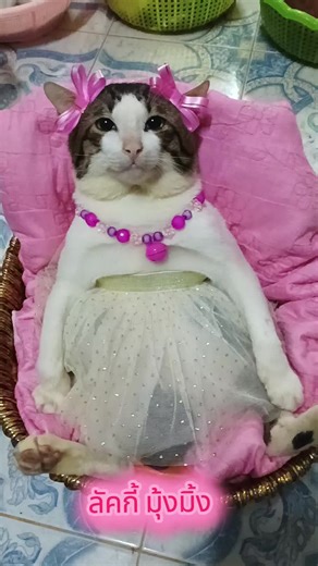 วิดีโอของ ลัคกี้แมวติดอ่าง (@tidtungnok) จาก angry cat and sad cat