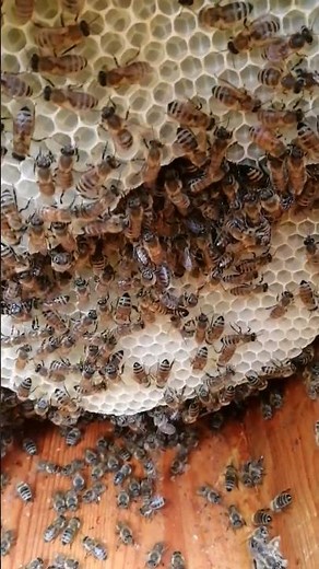 Top Bar Hive Winterfertig gemacht, Königin sitzt noch im Käfig. #imker #bienen #beekeeping