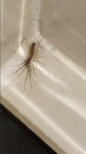 Scutigera coleoptrata, aka house centipede #entomology #centipede #insects #insect #bugs #nature