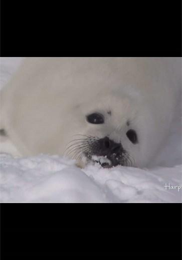 Adorable Baby Seal Learns to Swim in Heartwarming Video