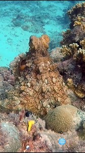 Octopus 🐙✨ Changing colors, shifting textures, and moving with hypnotic grace — like a living work of art. #octopus #OceanMagic #marinelife #wintervacation | Underwater World