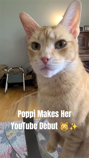 Poppi Makes Her YouTube Debut 😺✨ #cats #catvideo #cute
