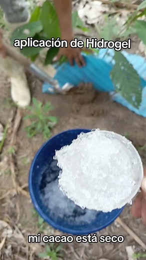 Aplicación de Hidrogel en Cacao para Mejorar Humedad