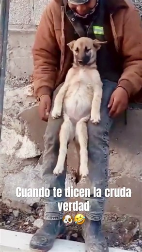 When they tell you the hard truth 🐶🤣 #viralvideo #funny #dog #dogs