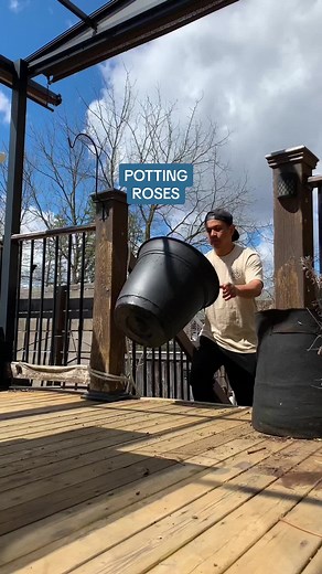 Every mistake is an opportunity to learn. I seriously didn’t know that not all roses do well in containers and that they can’t establish the best roots with soil containing granular fertilizer. Thanks to expert growers from @heirloomroses I finally learned to grow roses properly in containers. Here’s what went right! 1- Choose the right variety specific for containers and to my zone. We went with a fragrant and continual blooming rose bush called Mister Lincoln. This variety is great for zones 5