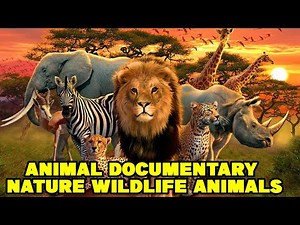 Animal Documentary 2021 Nature Wildlife Animals 2021 HD