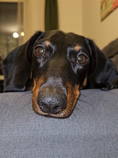 Dachshund: The Best Dog Breed?