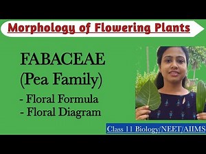 Fabaceae - Pea Family | Floral Formula and Diagram |Morphology of Flowering Plants|Class 11 Biology
