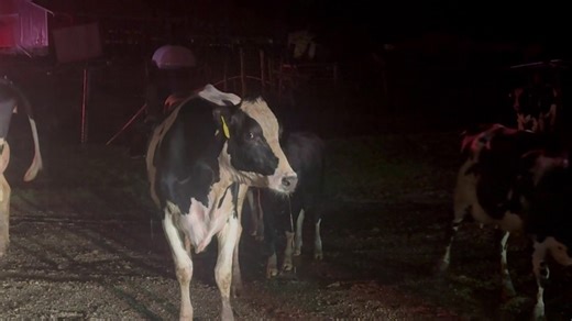 Hundreds of cows loose after tornado hits Fenwick dairy farm