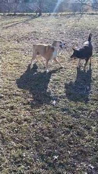 describe ~ perfume genius