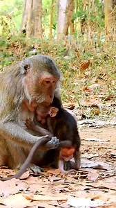 Caring for an adorable monkey is amazing | Monkeys Daily