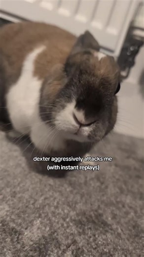 Dexter the Bunny Attacks My Phone in Slow Motion