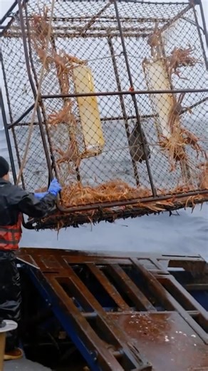 The Titan Explorer stuck gold...but Jake already promised to share intel with another ship 🫠 #DeadliestCatch #kingcrab #kingcrabs #beringsea #fishing | Life on the Bering Sea