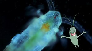 Plankton: the most important creatures on Earth #AThankYouWouldBeNice | BBC Earth