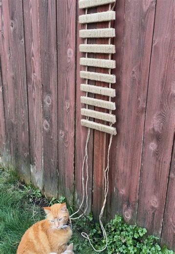 Essential Cat Ladder for Happy and Active Kittens