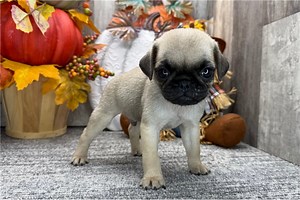 Trudy - Pug Puppy 515BEC