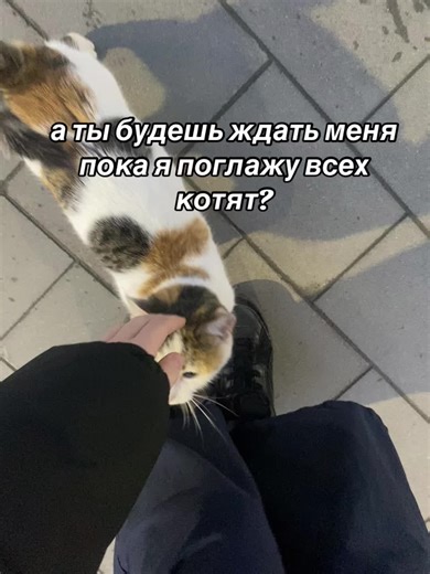 linkz💋🩻 (@linkz6585)’s video of kittens