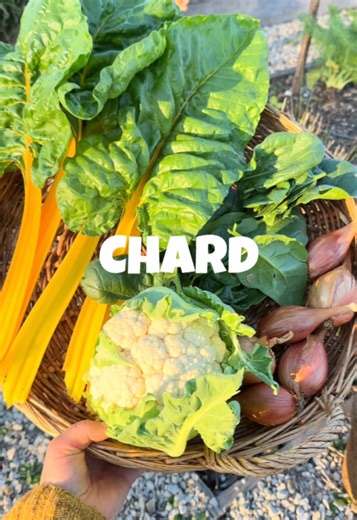 Chard: The Versatile Vegetable for Your Garden