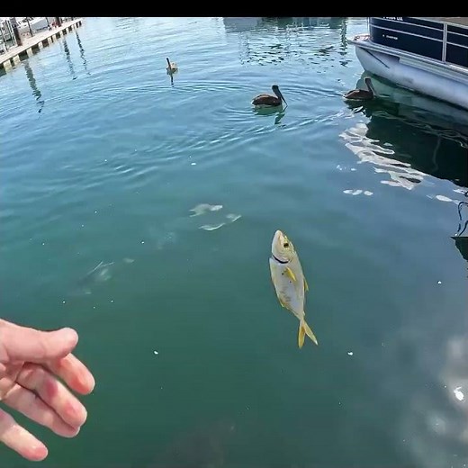 Feeding MASSIVE Goliath Grouper