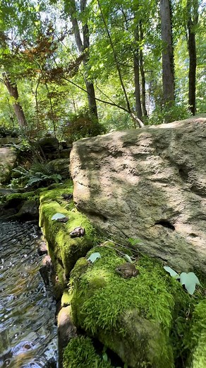 Jennifer Loves Frogs on Instagram: "Happy 4th of July #happyfourth #july #frogs #pond #froggies #happyfourthofjuly #happy4th #frogsofinstagram"
