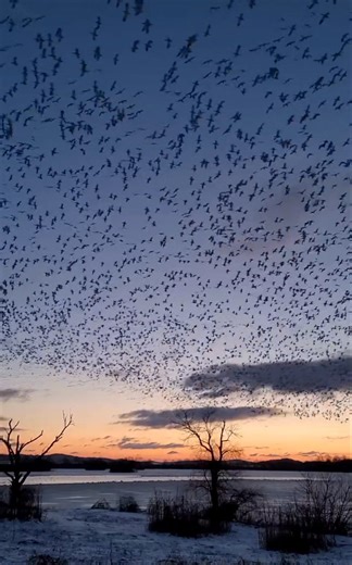 Is there such a thing as ‘Snow Goose ASMR’? If not, can we make it a thing. The snow geese are back at Middle Creek Wildlife Management Area in Lancaster County, but who knows for how long? Check them out on the live wildlife cam thanks to HDOnTap or visit yourself! Video Description: Tens of thousands of snow geese flying and honking at sunrise over an icy lake. | Pennsylvania Game Commission