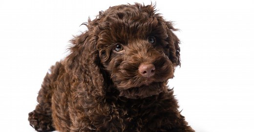 Cockapoo vs Labradoodle: 5 Key Differences