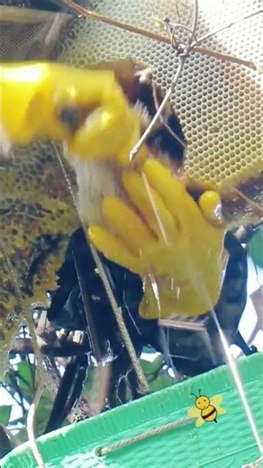 Amazing wild honey🐝🍯🥰 #wildhoney #honey #wildbees #bee #delicious #foryoupage #satisfying #usa