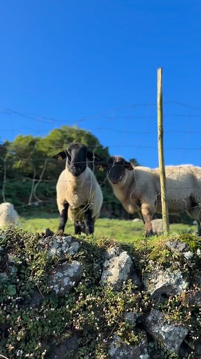 Azores Zen Tours - Holistic Tourism for real people  We specialize...