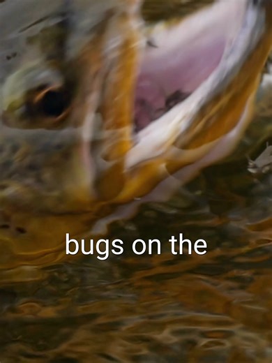 Sometimes matching the hatch isn’t enough. When the water is covered in naturals, your fly can get lost in the crowd. Stand out just a little — brighter, bigger, different. Easy meal > perfect copy. #flyfishing #venturesflyco #livereellife #beginnerflyfishing #flyfishingtips