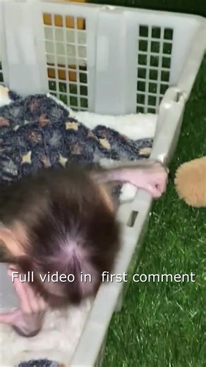 1.7K views · 26 reactions | Angry Monkey Boy Willy — The Shocking Cause Revealed! Full video in first Comment ! | Adorable Mnkey | Facebook