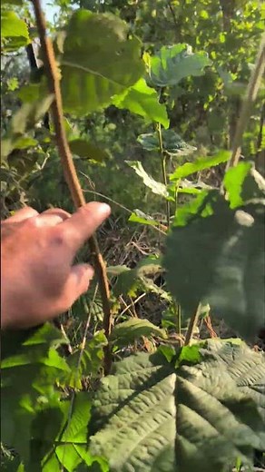 Planting Hazelnuts in the Backyard. #garden #permaculture #foodforest