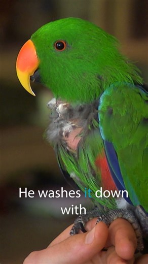 Dr Chris shocked by what spoiled parrot eats in a day! #parrot #chrisbrown #bird | Bondi Vet