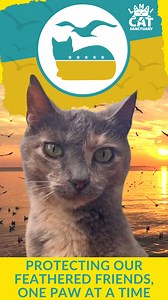 2.4K views · 73 reactions | Hear from Cumulus herself on why you should vote for her for Queen of the Jungle where if chosen will preside over 830 homeless cats at our Sanctuary. Learn how protecting native and endangered birds is one of her top priorities! Be sure to like and share this if you agree! Vote now on LanaiCatSanctuary.org #cats #hawaii #birds | Lanai Cat Sanctuary | Facebook