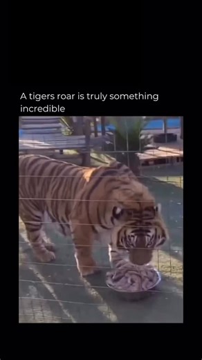 Random Videos | A tiger’s roar is an incredible biological feat, capable of reaching up to 114 decibels and traveling over three kilometers through dense... | Instagram
